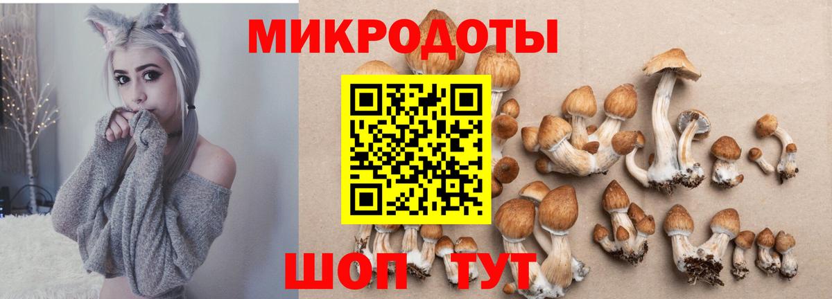 Псилоцибиновые грибы Psilocybe  Галлюциногенные грибы Cubensis  Черкесск 